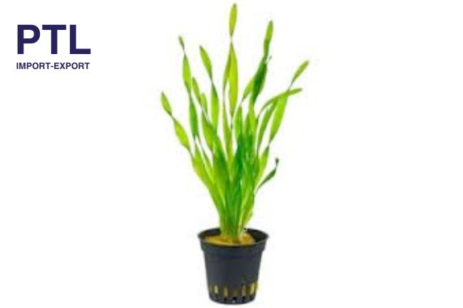 PTL69-PB20179_VALLISNERIA CROSCREW
